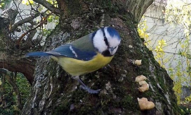Blaumeise „Tipsi“ ruft auf zur Stunde der Wintervögel.Foto: Florian Mayr