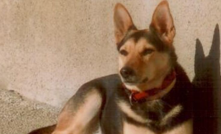 Vermisst: Hündin "Lilly" (6 Jahre)