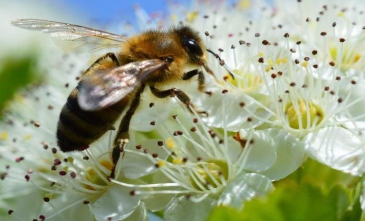 Bienen sind lebenswichtig für die Natur.