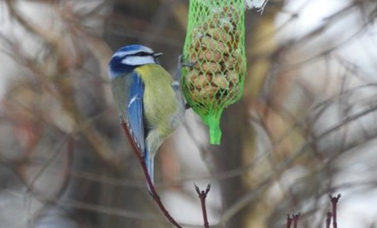 Blaumeise "Tipsi" freut sich schon auf die Ergebnisse der Region. Fotos: Florian Mayr