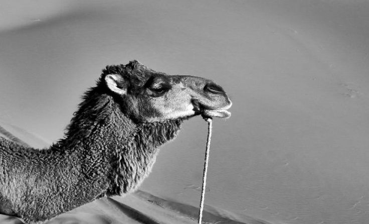 Foto: Mag.phil. Wolfgang Knogler