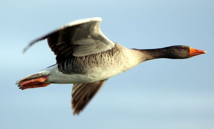 Graugänse, ein Aushängeschild für Nationalparks; Foto: Manuela Ziervogl