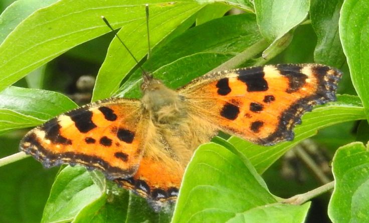 Großer Fuchs; Foto: Florian Mayr