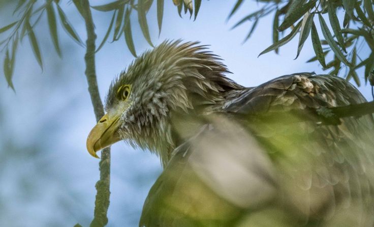 Erich Gschnaidtner hat diesen Seeadler in Saxen vor die Linse bekommen; Foto: Gschnaidtner