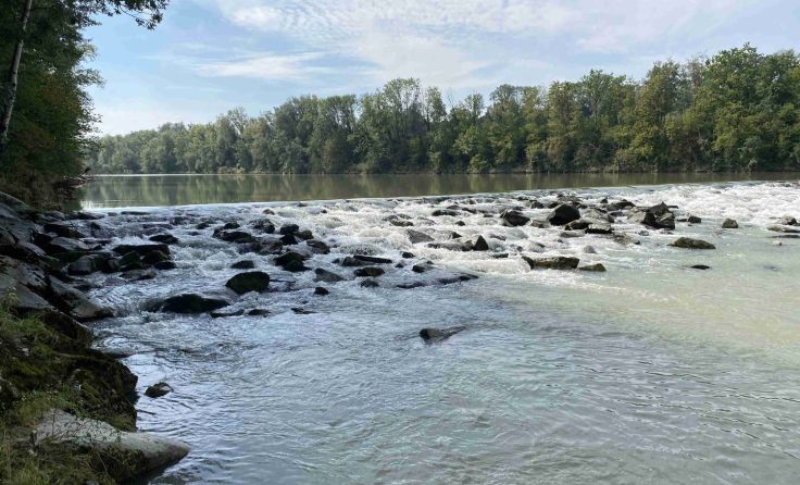 Sohlrampe in der Enns (Foto: Ennskraft)