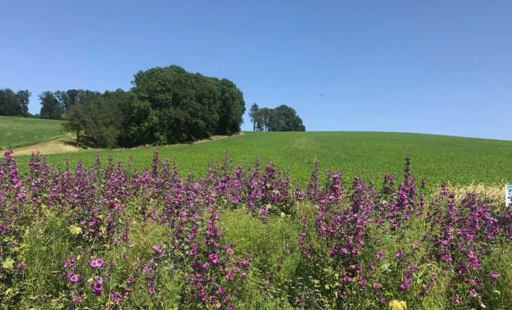 Blühende Biodiversitätsfläche am Betrieb Huber (Foto: privat)