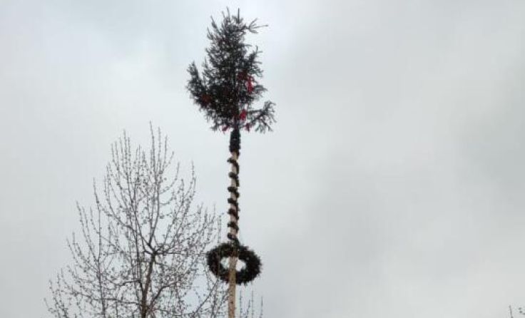 Der Maibaum am Marktplatz (Foto: ÖVP St. Florian)