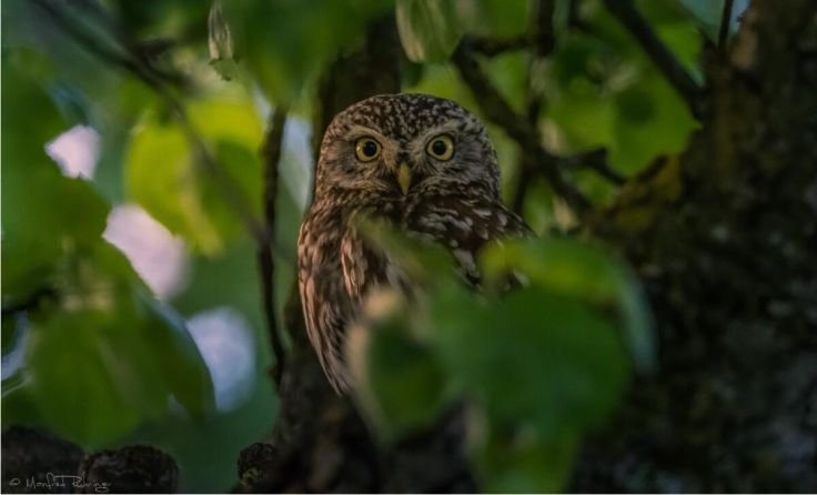 Der Steinkauz, kleiner Kobold mit großen, gelben Knopfaugen (Foto: Manfred Ruhringer)