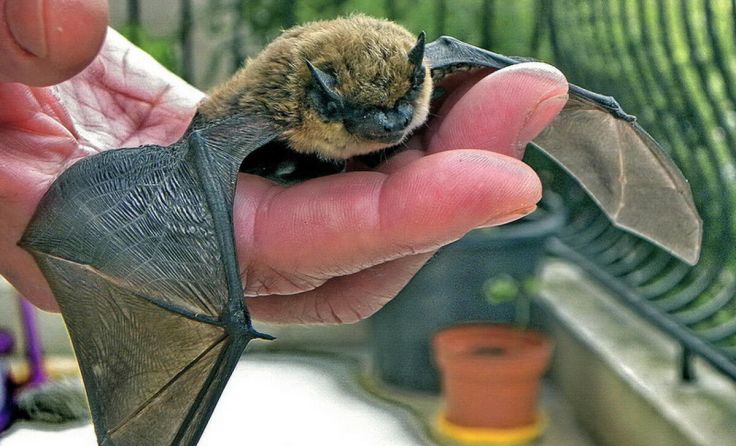 Die Alpenfledermaus wurde erstmals in Oberösterreich nachgewiesen. (Foto: privat)