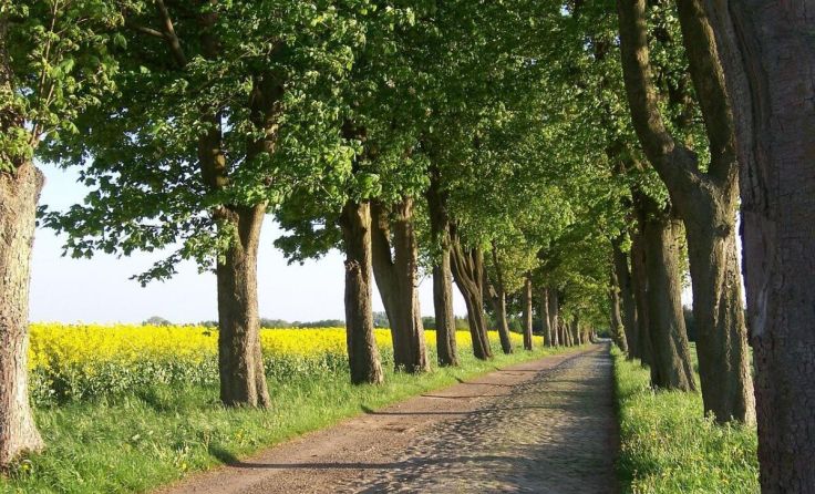 In Gurten eröffnet ein Trauerweg. (Foto: Pixabay)