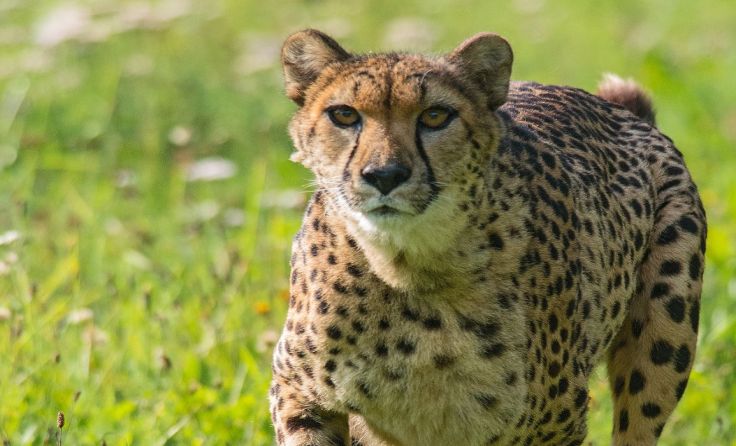 Noch bis Ende Oktober ist die Gepardenfütterung zu sehen. Foto: Tierpark Altenfelden