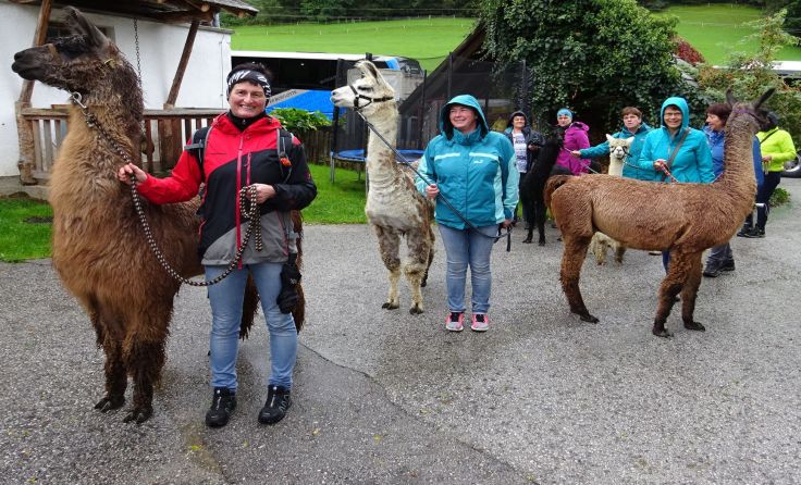 Am Klausnerhof gingen die Bäurinnen auf Tuchfüllung mit den Alpakas.