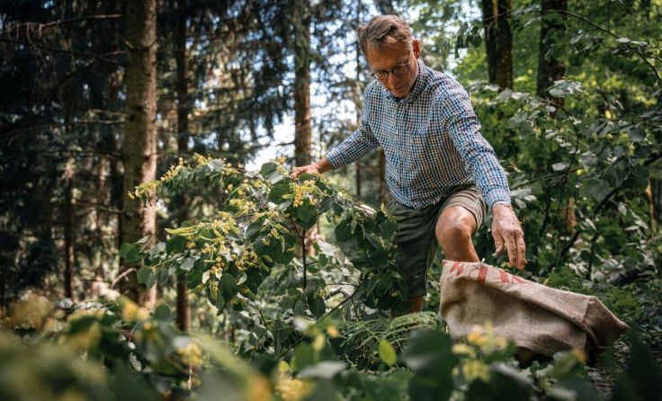 Braumeister Axel Kiesbye bei der Ernte der Lindenblüten (Foto: ÖBf/Roast Media)