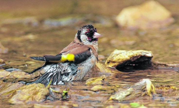 Auch Stieglitze lieben frisches Wasser. Foto: Josef Limberger