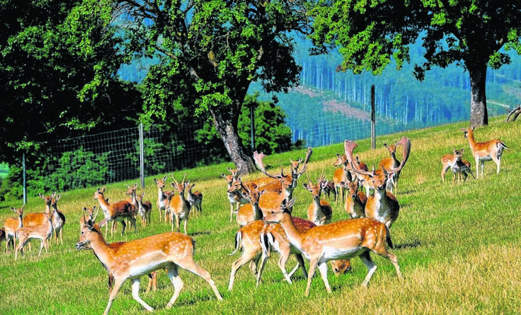 Immer mehr Bauern setzen auf die Zucht von Damwild. Foto: Landwirtschafskammer