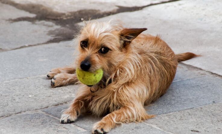 Ein Hund kostet einiges an Geld. Foto: Wodicka