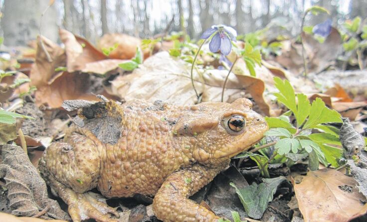 Bald werden die ersten Erdkröten unterwegs sein. Foto: Kropflberger