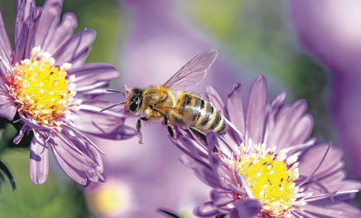 Bienen sind für unser Ökosystem enorm wichtig. Foto: Weihbold 
