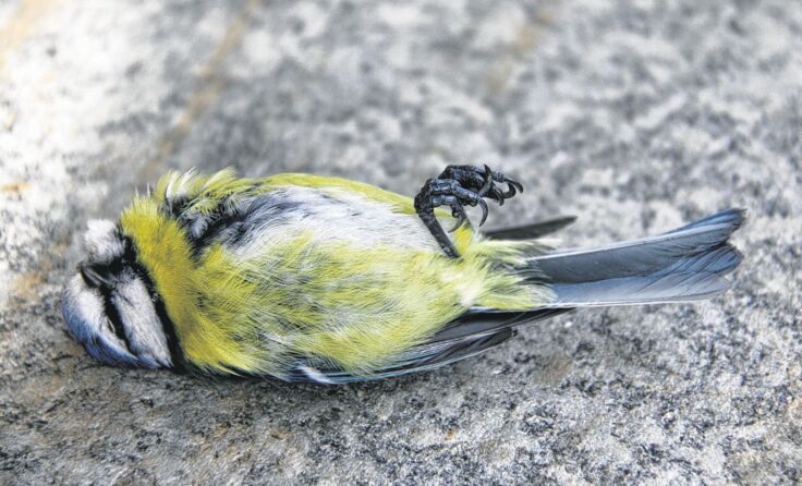 Tausende Singvögel sterben jährlich sinnlos. Foto: Heidi Kurz