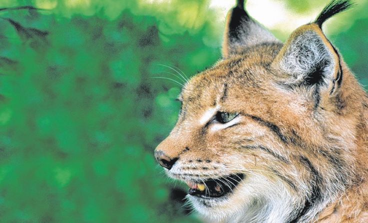 Luchse sind wunderschön. Foto: Naturschutzbund/Hofrichter