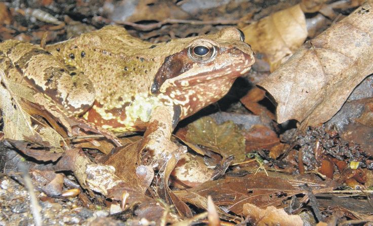 Auch Grasfrösche brauchen unsere Hilfe. Foto: Josef Limberger