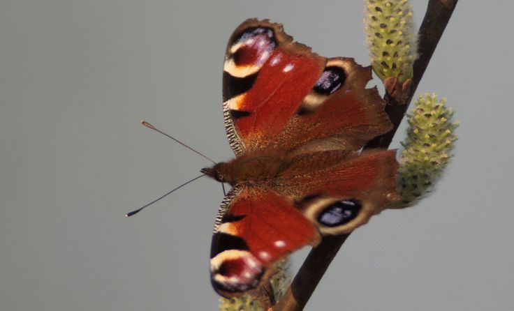 Auch das Tagpfauenauge ist auf die Frühlingsboten angewiesen. Foto: Josef Limberger 