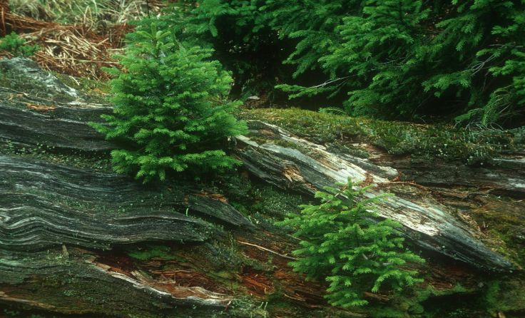 Der Wald verjüngt sich selbst. Foto: Josef Limberger