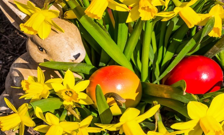 Zu Ostern gibt es immer mehr Eier aus heimischer Produktion. Foto: Wodicka
