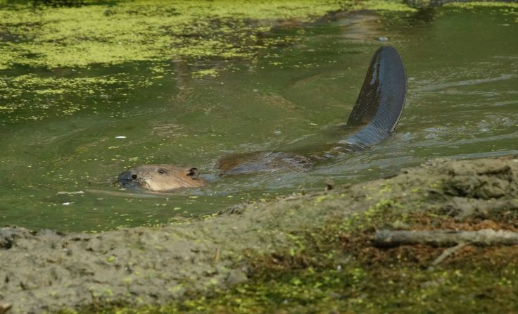 Biber sind im Auwald bei Steyregg heimisch. Foto: Roger Jagersberger