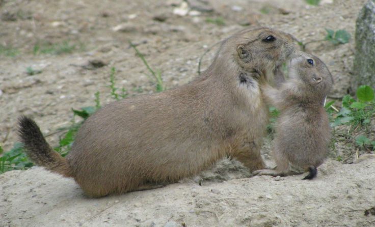 Mama Adele und Junior Gustav tauschen Zärtlichkeiten aus. Foto: Tiergarten Walding