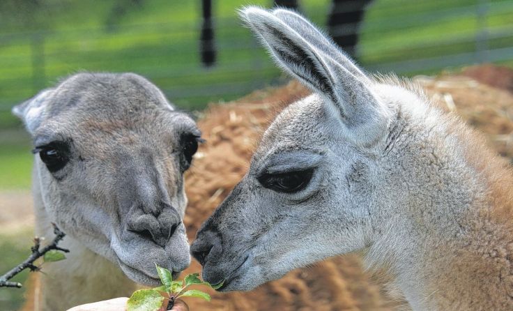 Der Tiergarten Walding ist immer einen Besucht wert. Foto: Tiergarten Walding