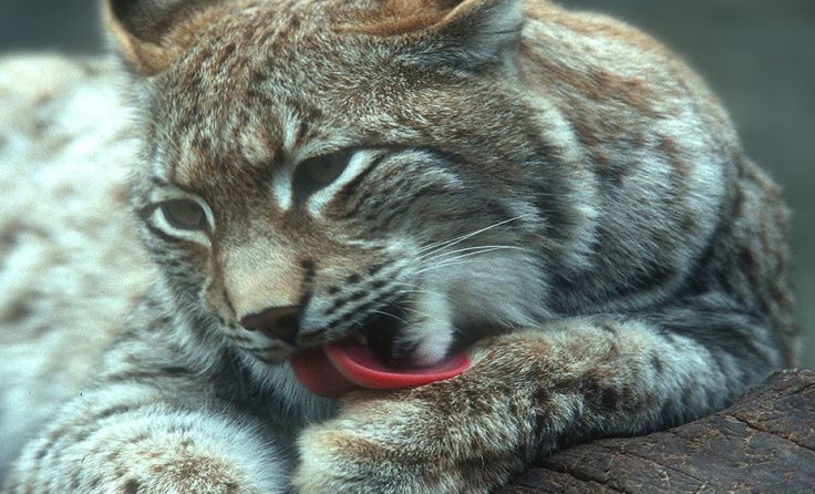Luchse legen – wie alle Katzen – Wert auf ein sauberes Fell. Foto: J. Limberger