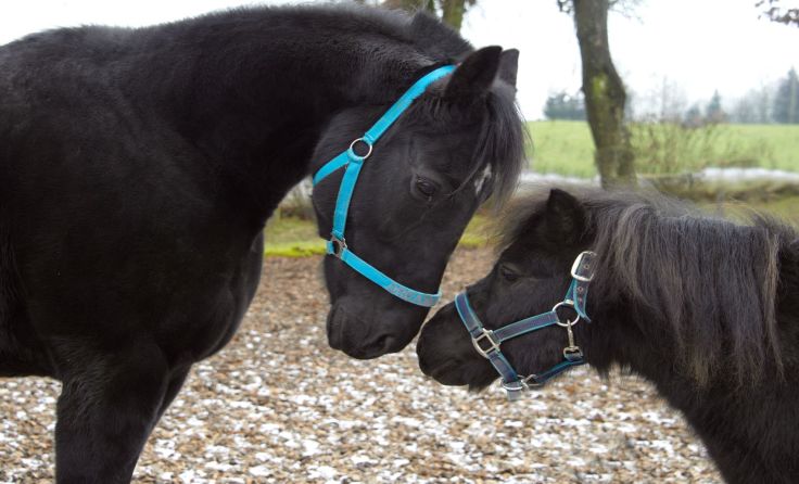 „Dreamy“ und „Chester“ scheinen sich gut zu vertragen. Foto: Tiergarten Walding