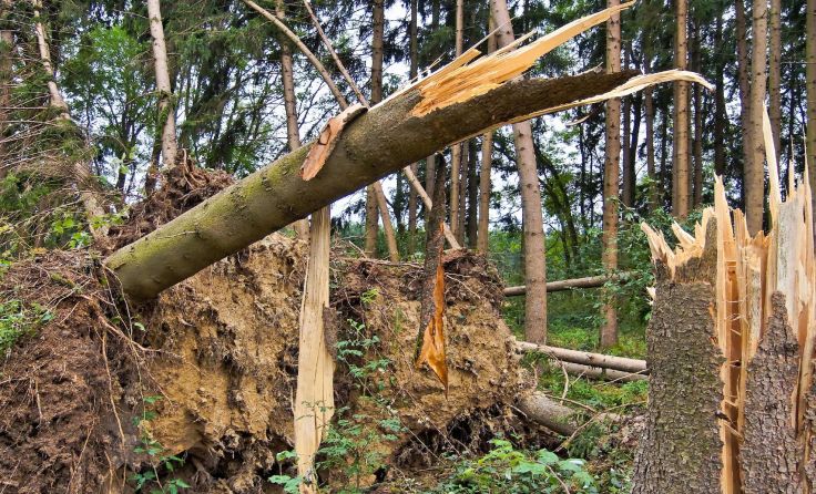 Der Klimawandel – Monokulturen sind besonders anfällig für Stürme. Foto: Wodicka