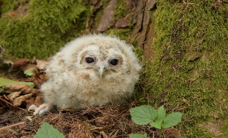 Ein junger Waldkauz. Foto: Heidi Kurz