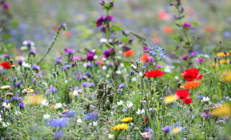 Ein Vielfalt an unterschiedlichen Blumen sorgt für Artenreichtum. Foto: Weihbold