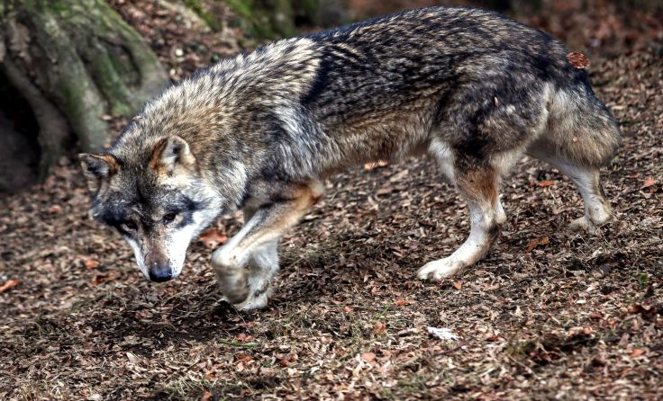 Wölfe sind keine Bestien und keine Kuscheltiere. Foto: Weihbold