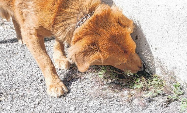 Hundebesitzer sollten aufpassen. Symbolfoto: Atiwat Witthayanurut/shutterstock.com