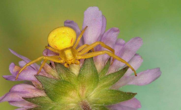 Die Veränderlichen Krabbenspinnen sind wahre Schönheiten. Foto: Josef Limberger