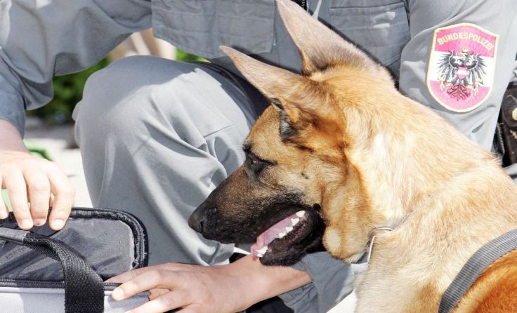 Die Hunde der Polizei werden verschiedene Aufgaben lösen. Symbolfoto: Weihbold
