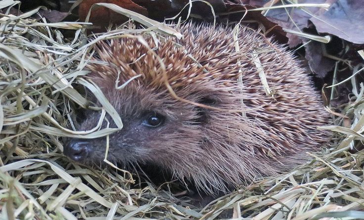 Igel lieben Laubhaufen in denen sie sich verstecken können. Foto: Julia Kropfberger
