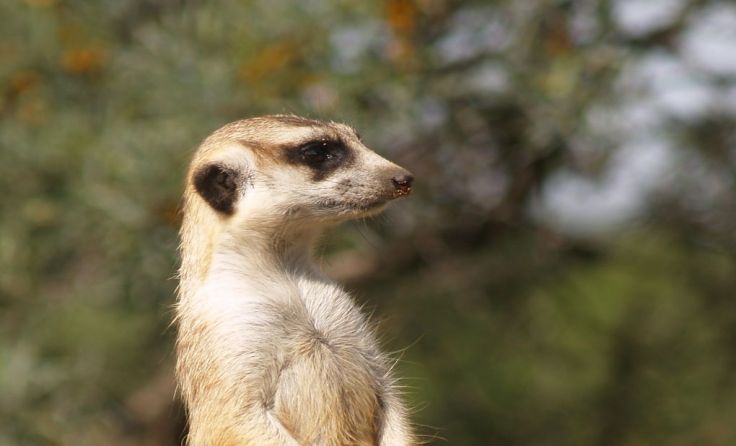 Wer hat wohl dieses Foto gemacht? Foto: Hamedinger