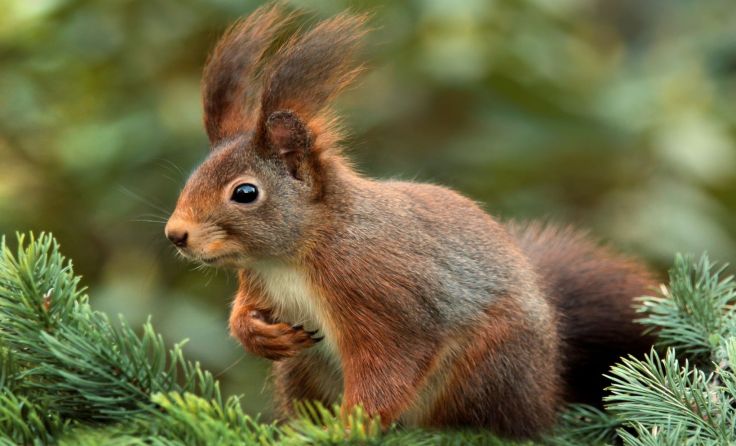 Auch Eichhörnchen zählen zu den heimischen Säugetieren. Foto: pixabay
