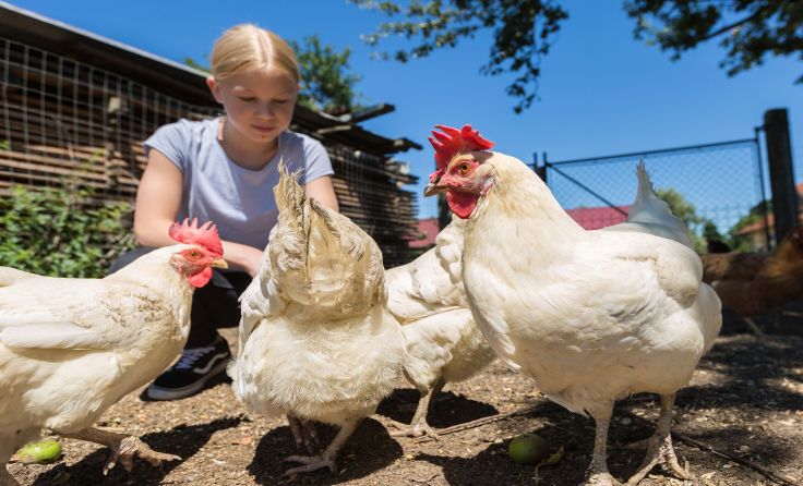 Kinder sollen lernen, Tiere besser zu verstehen. Foto: : D. Zupanc