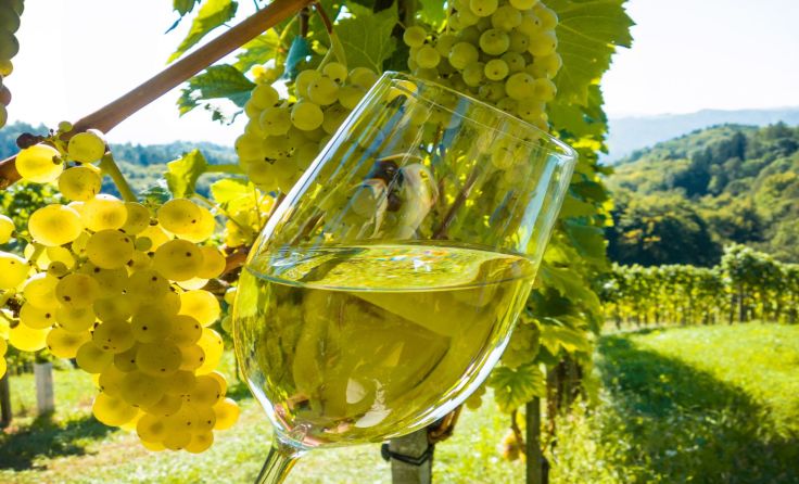 Im Burgenland die Geheimnisse der Weines erkunden. Foto: Wodicka