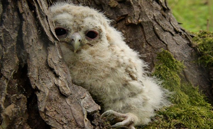 Ein junger Waldkauz hat sein Nest verlassen. Foto: Heidi Kurz