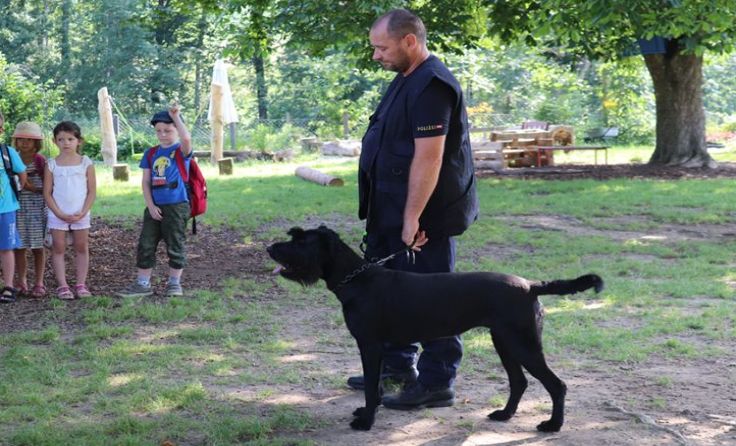 Geduldig wartet der Diensthund auf seinen Einsatz. Foto: Hamedinger