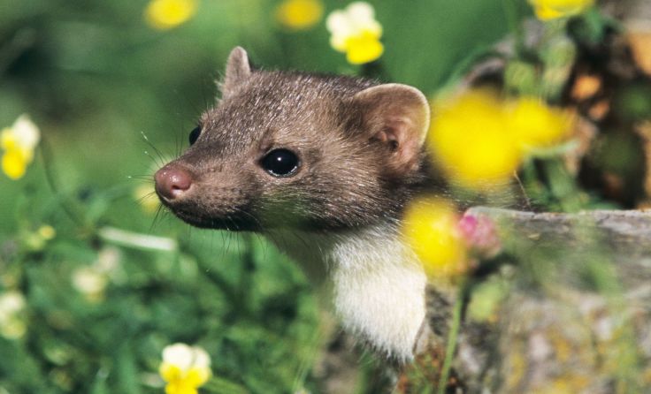 Den Steinmarder findet man auch häufig in Urfahr-Umgebung. Foto: Hans Glader
