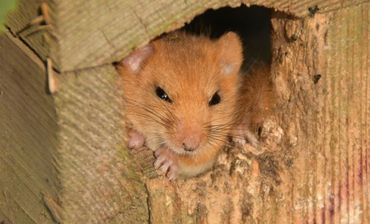 Die Haselmaus braucht genügend Möglichkeiten, um sich zu verstecken. Foto: Heidi Kurz