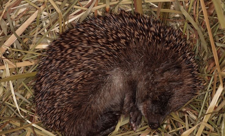 Igel freuen sich über Laub- oder Reisighaufen. Foto: Josef Limberger